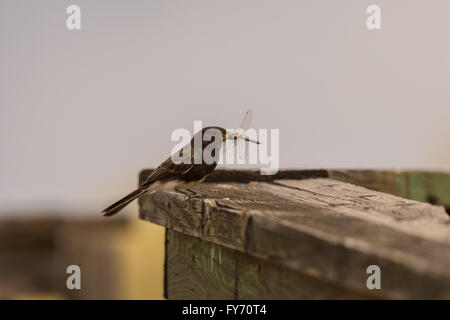 Nero Phoebe, (Sayornis nigricans), con una libellula a Bosque del Apache National Wildlife Refuge, nuovo Messico, Stati Uniti d'America. Foto Stock