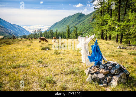 Mucca al pascolo in montagna Foto Stock