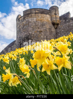 A fioritura primaverile narcisi su th banche del bar le pareti, York, North Yorkshire, Regno Unito. Foto Stock