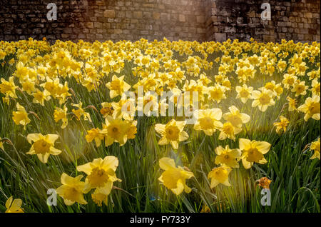 Spring flowering daffodils on the banks of the Bar Walls, York, North Yorkshire, UK. Foto Stock