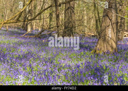 Una coperta di vibranti bluebells coprendo un antico bosco radura Foto Stock