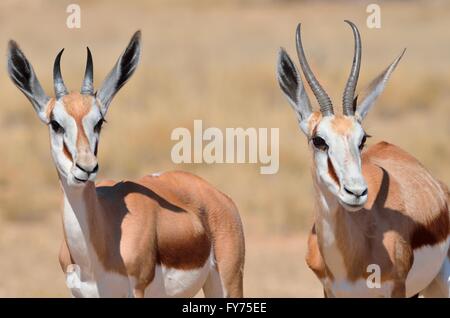 Springboks (Antidorcas marsupialis), adulti e giovani, Kgalagadi Parco transfrontaliero, Northern Cape, Sud Africa Foto Stock