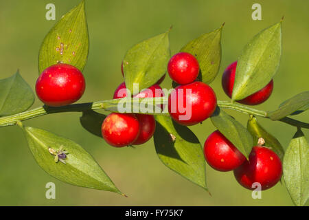 Il pungitopo (Ruscus aculeatus), Sardegna, Italia Foto Stock