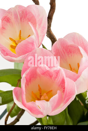 Pink Tulip fiori su sfondo bianco Foto Stock