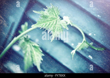 Stile grunge foto del fresco verde vitigno in legno parete testurizzata, astratta vintage sfondo vecchio Foto Stock