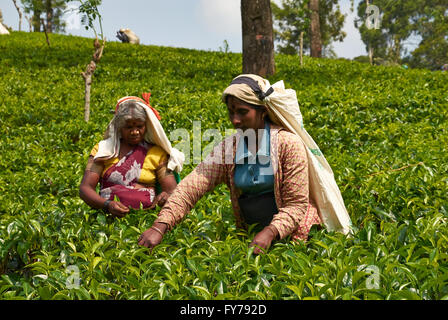 Sri Lanka, piantagione di tè, tè Factory Foto Stock