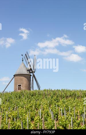 Vigneto con il vecchio mulino a vento a Moulin uno sfiato, Beaujolais. Francia Foto Stock