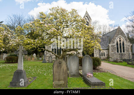 Magnolie tra le lapidi a South Ealing cimitero, London, W5, Regno Unito Foto Stock