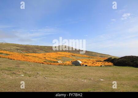 Il giallo delle ginestre West Point Island, Isole Falkland Foto Stock