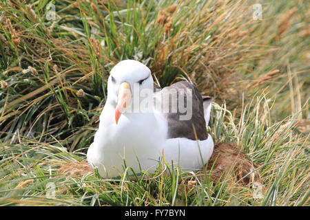 Colonia Albatross in West Point Island, Isole Falkland, Sud Atlantico Foto Stock