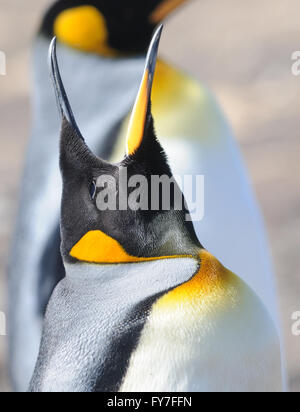 Un pinguino reale (Aptenodytes patagonicus) chiamate. Saunders Island, Isole Falkland. Foto Stock