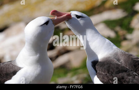 Una coppia di black-browed albatross (Thalassarche melanophris) mostrano il comportamento di corteggiamento presso il loro nido. Saunders Island, Foto Stock