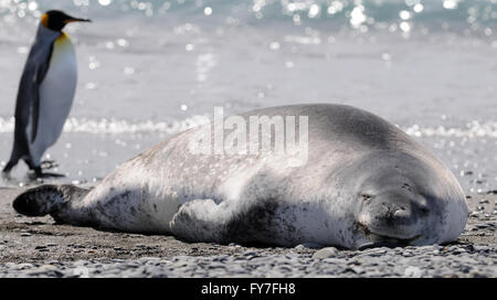 Una guarnizione di tenuta di Leopard (Hydrurga leptonyx) e King penguin (Aptenodytes patagonicus) sulla spiaggia di Salisbury Plain Foto Stock