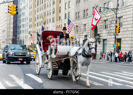 New York, NY 31 Marzo 2016 - bianco carrello cavallo trotto west su Central Park South. Foto Stock