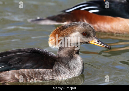 Hooded Merganser femmina (Lophodytes cucullatus) Foto Stock