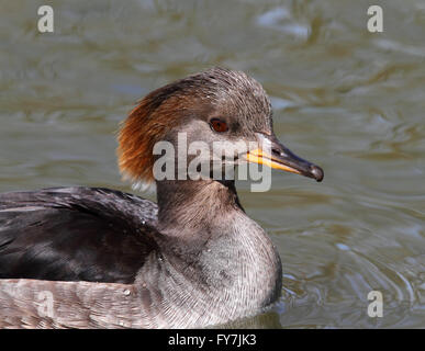 Hooded Merganser femmina (Lophodytes cucullatus) Foto Stock