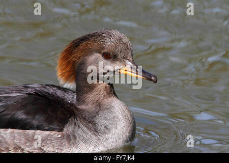 Hooded Merganser femmina (Lophodytes cucullatus) Foto Stock