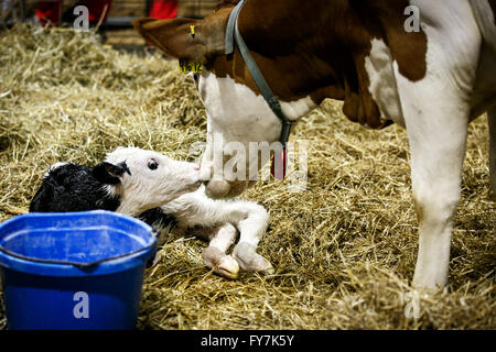 Madre di mucca e il suo vitello neonato al 2015 dello Stato del Maryland in Fiera Timonium, MD. Foto Stock