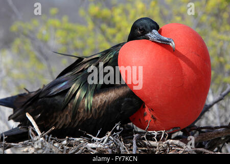 Grande maschio frigatebird sulla stagione di riproduzione con carattere distintivo a forma di cuore rosso gonfiato sacca di gola, Isola di Natale, Kiribati Foto Stock