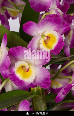 Nobile dendrobium, Dendrobium nobile, una rosa fioritura orchidee coltivate con pseudobulbs formata nei gambi Foto Stock