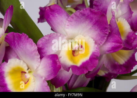 Nobile dendrobium, Dendrobium nobile, una rosa fioritura orchidee coltivate con pseudobulbs formata nei gambi Foto Stock