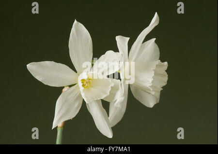 Narcissus 'Thalia', un bianco triandrus daffodil con due o tre fiori su ogni stelo, Marzo Foto Stock