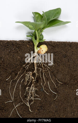 Giovani ampia pianta di fagiolo, Vicia faba, con seme germinato, inizio di foglie e di radici Foto Stock