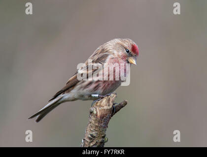 Carduelis flammea Foto Stock