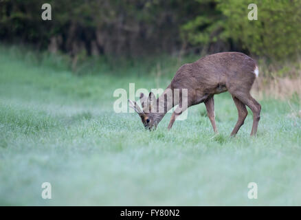 Il capriolo (Capreolus capreolus) buck pascolo raffigurato in un bosco di Warwickshire glade Foto Stock