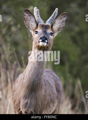 Close up curioso il capriolo (Capreolus capreolus) buck in Warwickshire woodland Foto Stock