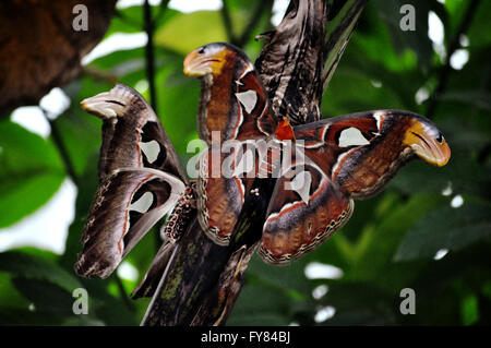 Attacus Atlas Moth farfalle con loro snake con punta di testa ali. Foto Stock