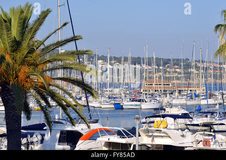 Porto di Bandol e Palm tree, comune nel dipartimento del Var nella regione Provenza-Alpi-Costa azzurra nel sud della Francia. Foto Stock