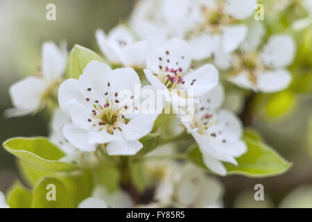 Primavera tempo di fioritura e fiori di pera closeup nel frutteto Foto Stock