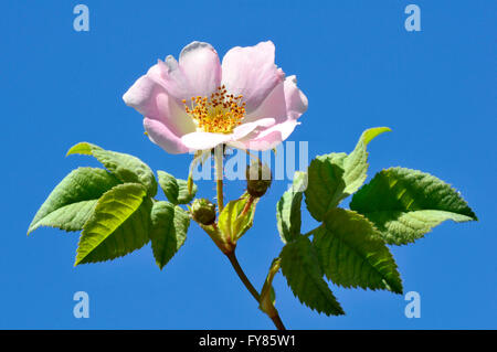 Closeup cane rosa (Rosa canina) fiore sul cielo blu sullo sfondo Foto Stock