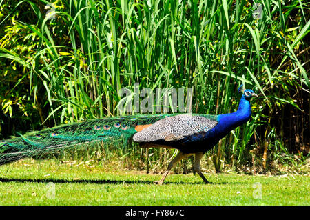 Maschio Peafowl indiano (Pavo cristatus) camminando su erba e visto dal profilo Foto Stock