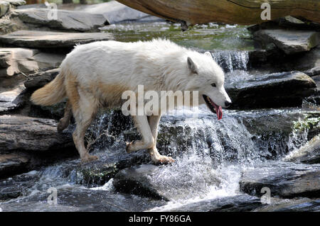 Primo piano di bianco artico Lupo (Canis lupus arctos) attraversando un flusso tirando la linguetta Foto Stock