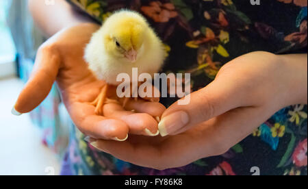 Signora tenendo un giovane pulcino giallo nelle sue mani. Foto Stock