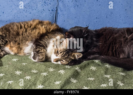 Due gatti dormono insieme Foto Stock