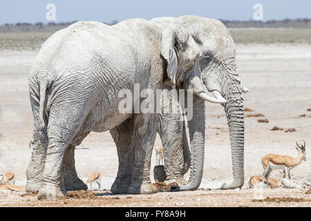 Elefante toro 'fantasma', così chiamato a causa della bianchezza dell'argilla usata come protezione solare, Ostriches, Springbok, Etosha National Park, Namibia Foto Stock