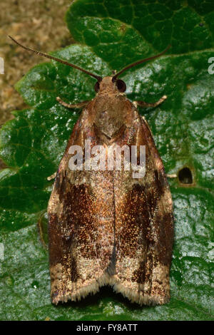 Variegato golden tortrix (Archips xylosteana) micro moth. Piccolo insetto britannico nella famiglia Tortricidae, in ordine Lepidoptera Foto Stock