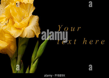 Biglietto di auguri con gladiolus giallo su sfondo nero Foto Stock