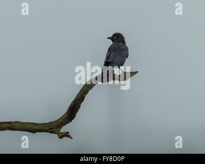 Taccola (Corvus monedula) sul ramo silhouette contro il cielo grigio Sfondo. Foto Stock