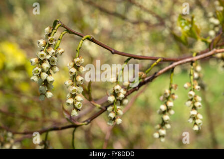 Stachyurus praecox. Un arbusto insolita fioritura in primavera. Appendere fiori di giallo verdolino. Foto Stock