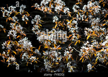 Amelanchier Lamarckii. Una primavera precoce fioritura arbusto con fiori di colore bianco e nuove foglie incandescente nella luce del sole di primavera. Foto Stock