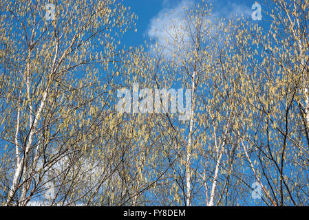 Cercando in Betula utilis var. jacquemontii alberi con amenti pendenti da rami di sole primaverile. Foto Stock