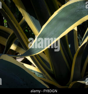 Una variegata Agave pianta con grassetto, lascia ampio orlato di giallo. Foto Stock