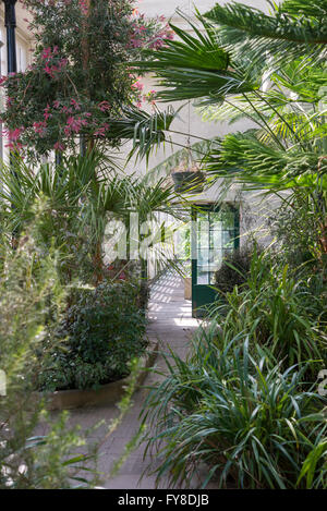 All'interno delle serre a Sheffield Botanical gardens. Pieno di frondoso, piante tropicali. Foto Stock