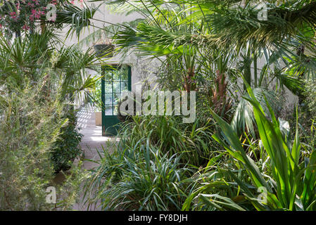 All'interno delle serre a Sheffield Botanical gardens. Pieno di frondoso, piante tropicali. Foto Stock