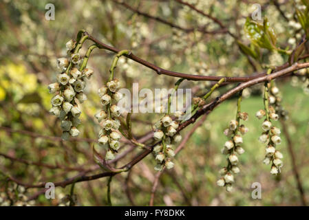 Stachyurus praecox. Un arbusto insolita fioritura in primavera. Appendere fiori di giallo verdolino. Foto Stock