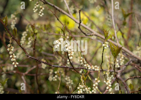 Stachyurus praecox. Un arbusto insolita fioritura in primavera. Appendere fiori di giallo verdolino. Foto Stock